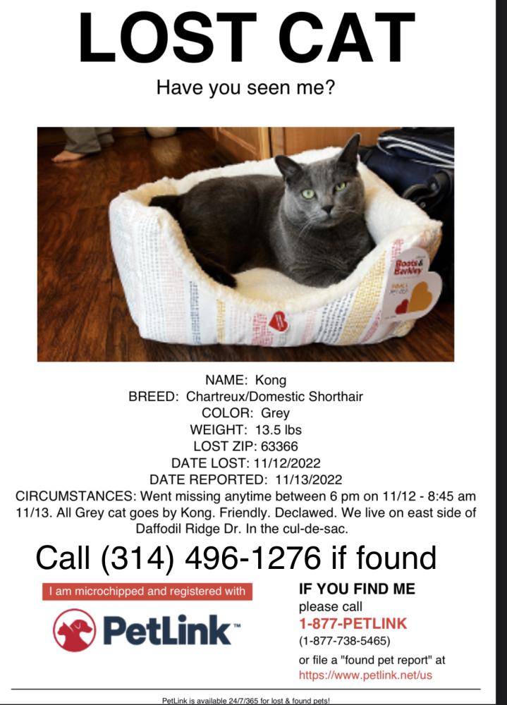 Image of Kong, Lost Cat