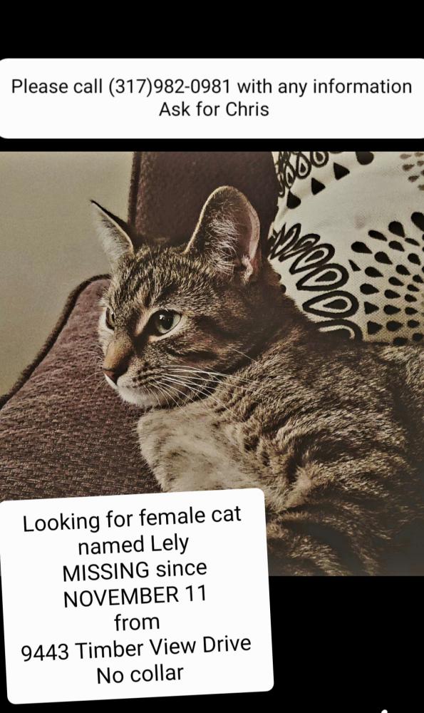Image of Lely, Lost Cat