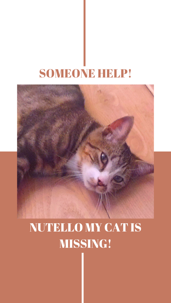 Image of Nutello, Lost Cat
