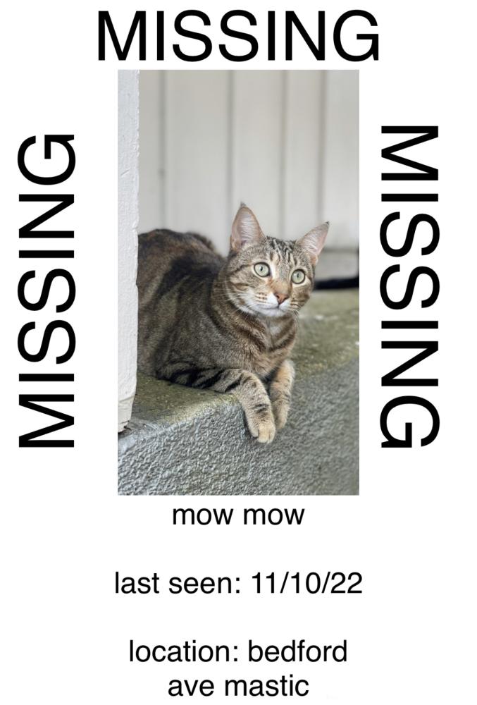 Image of mow mow, Lost Cat