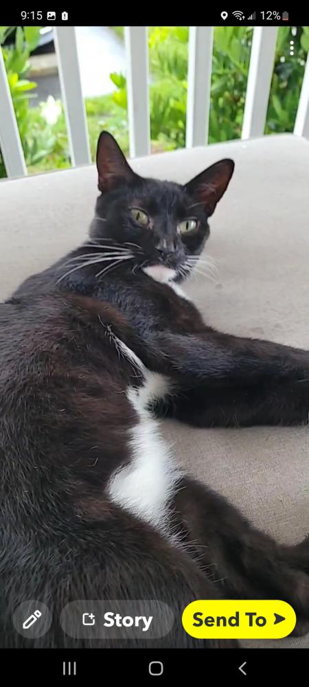 Image of Black and white, Lost Cat