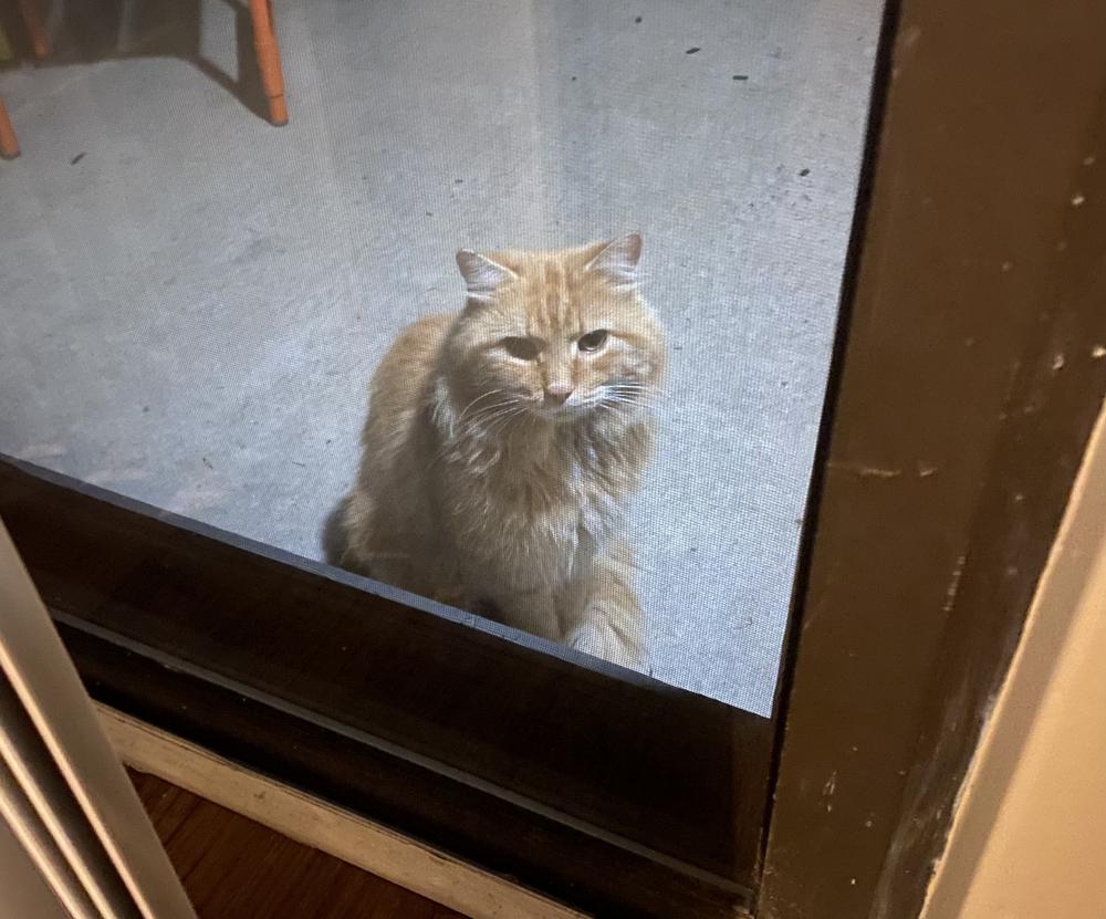 Image of Unknown, Found Cat