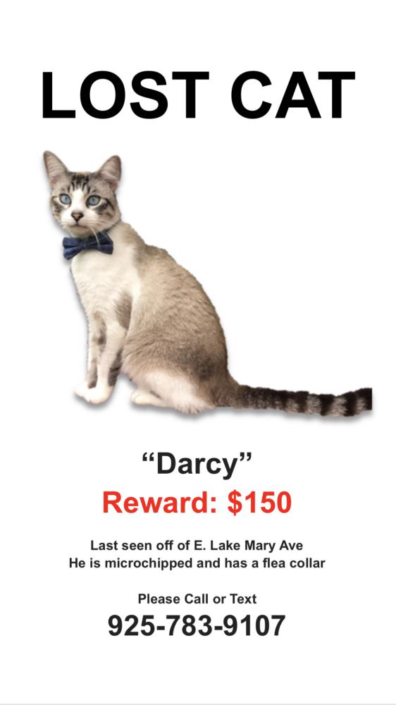 Image of Darcy, Lost Cat