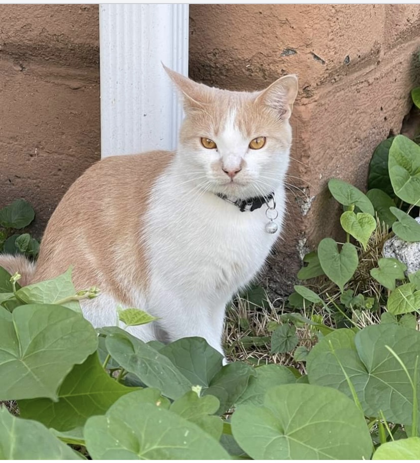 Image of oliver, Lost Cat