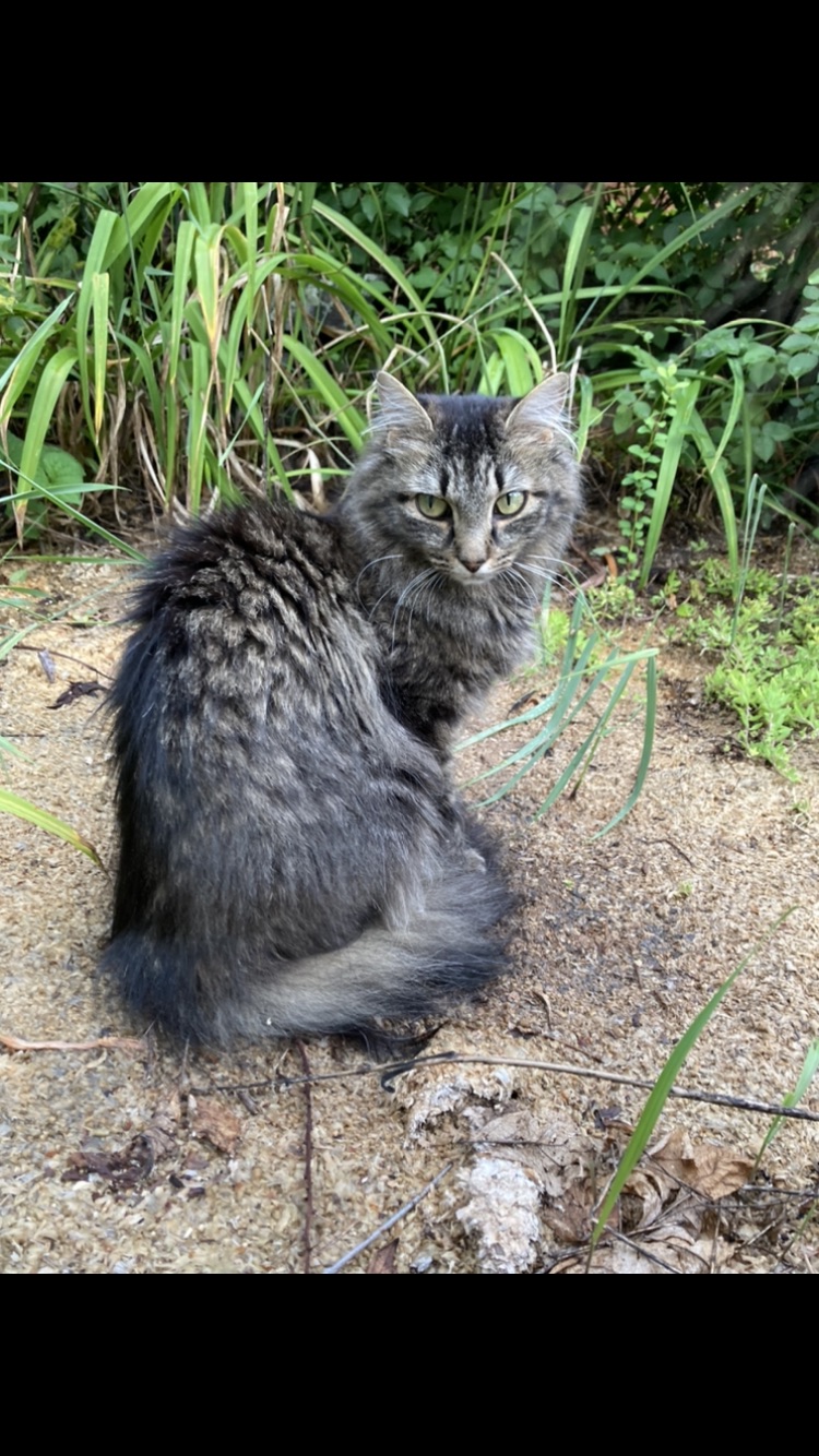 Image of Weekritterbug, Lost Cat