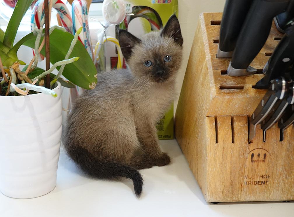 Image of Siamese Kitten 6wks, Found Cat