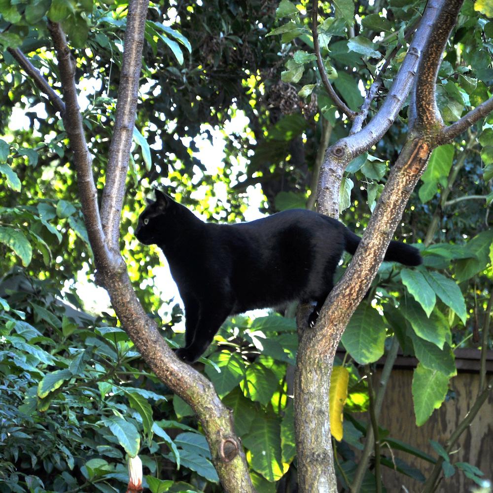 Image of Pelikan, Lost Cat