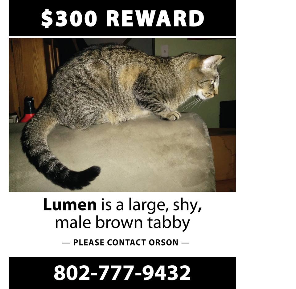 Image of Lumen, Lost Cat