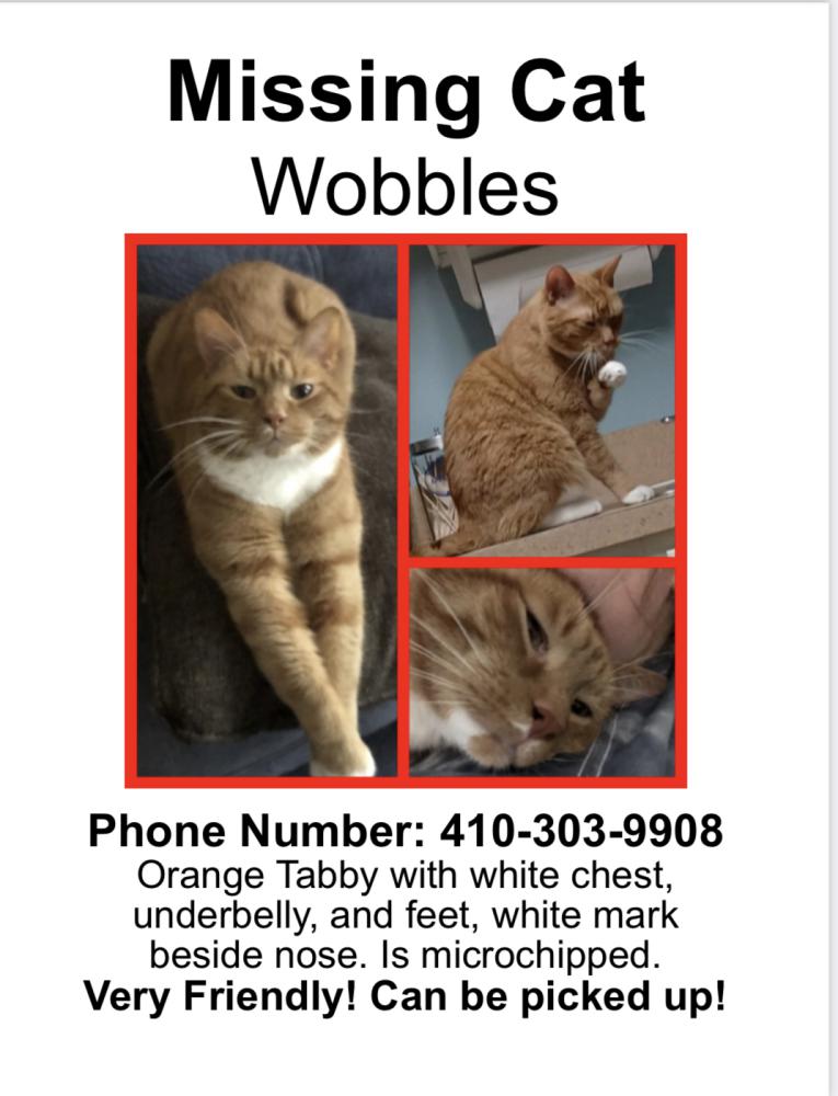 Image of Wobbles, Lost Cat