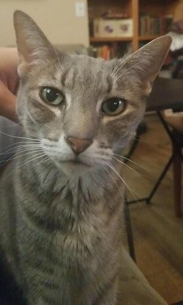 Image of Rizzle, Lost Cat