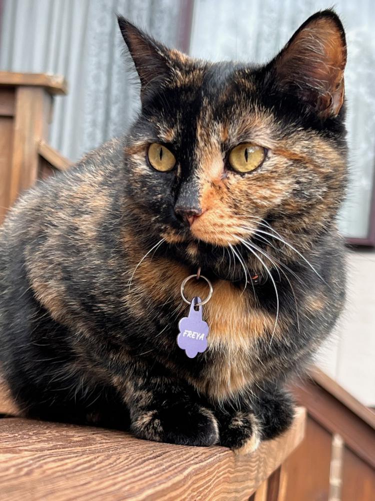 Image of FREYA, Lost Cat