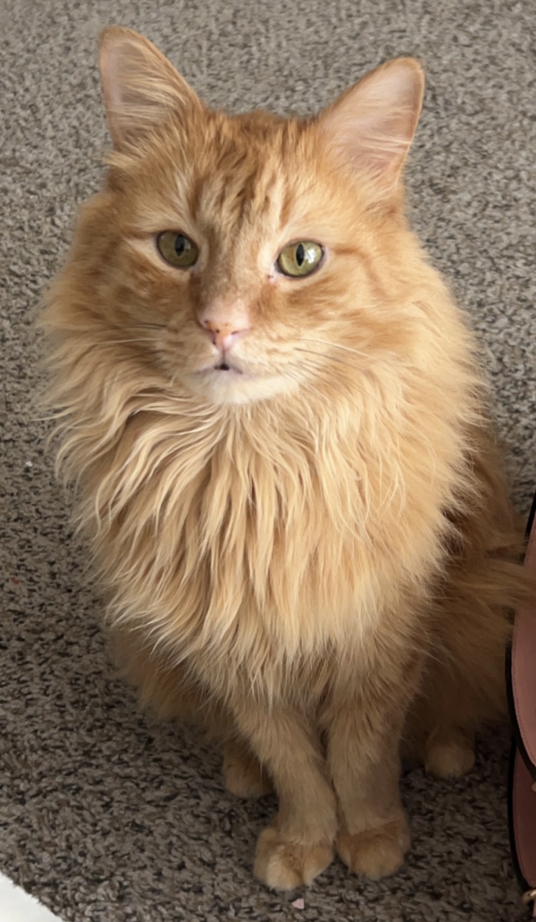 Image of Spencer, Lost Cat