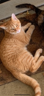 Image of Carrot Greve, Lost Cat