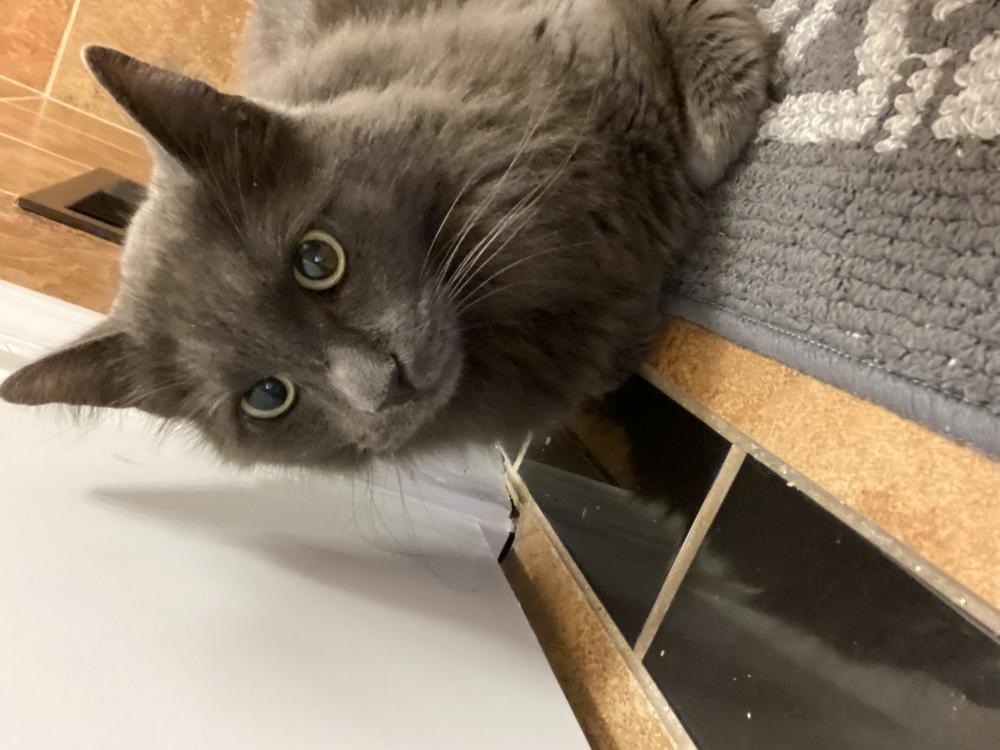 Image of Unknown gray cat, Found Cat