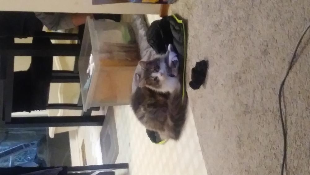 Image of Ferris, Lost Cat
