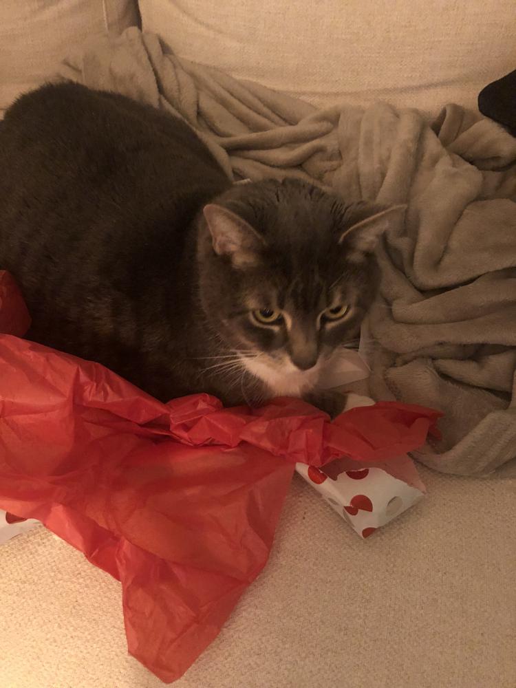 Image of Tobias, Lost Cat