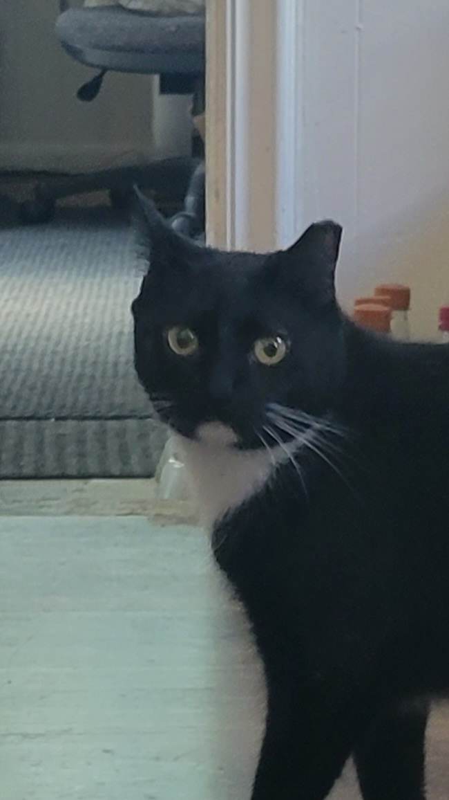 Image of Dennis, Lost Cat