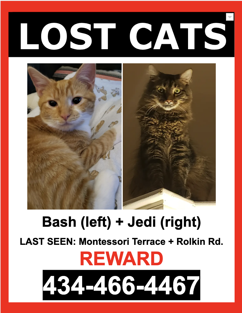 Image of Bash, Jedi, Lost Cat