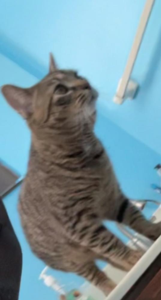 Image of Akoji , Lost Cat