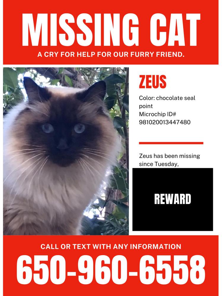 Image of Zeus, Lost Cat