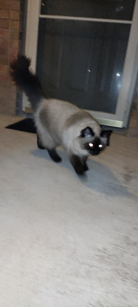 Image of Lady Coco, Found Cat