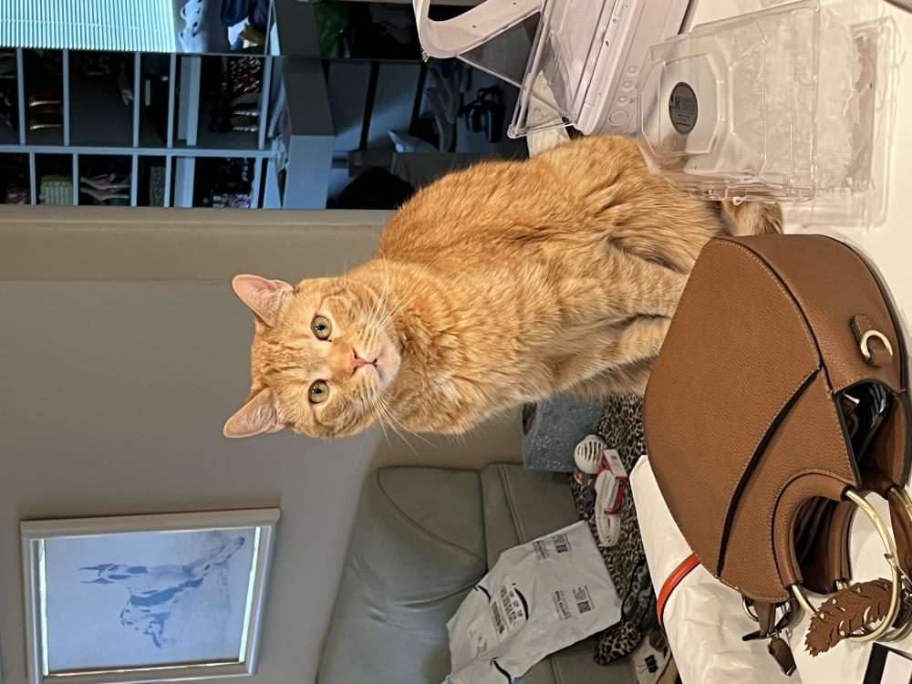 Image of Mr. Butters, Lost Cat