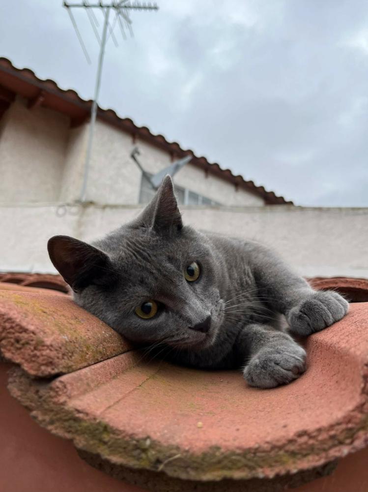 Image of Iroh, Lost Cat