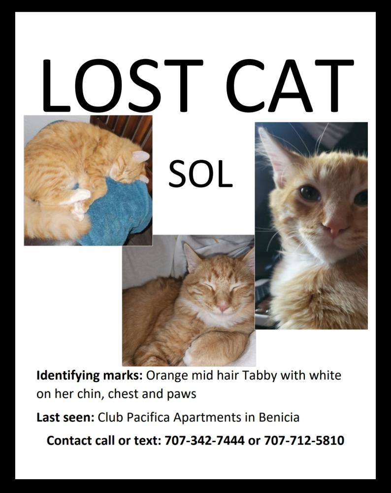 Image of Sol, Lost Cat