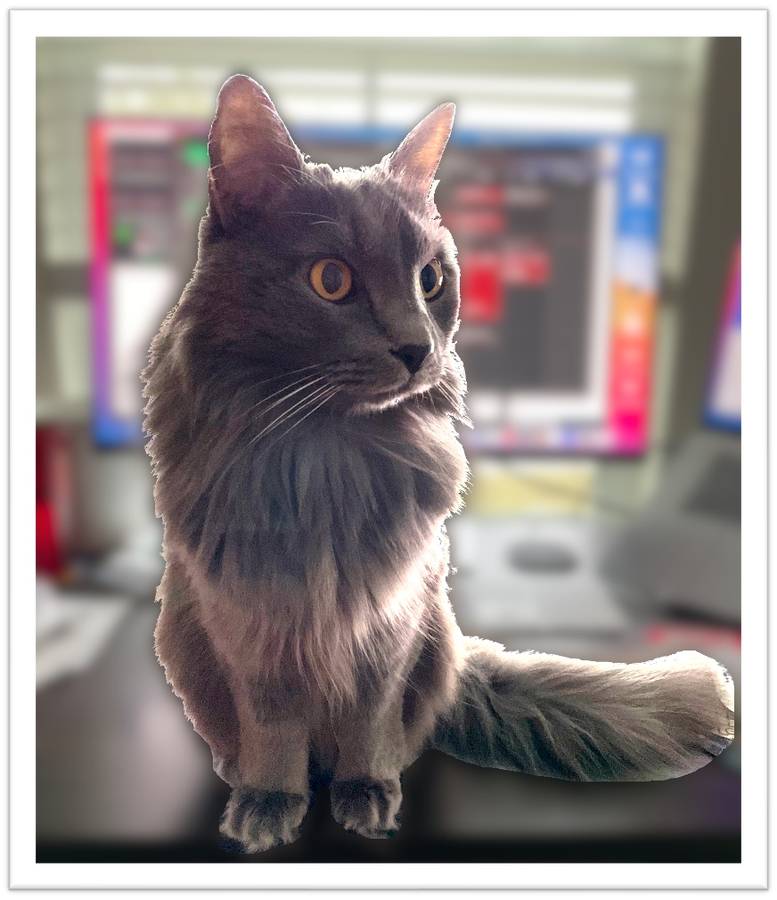 Image of Atticus, Lost Cat