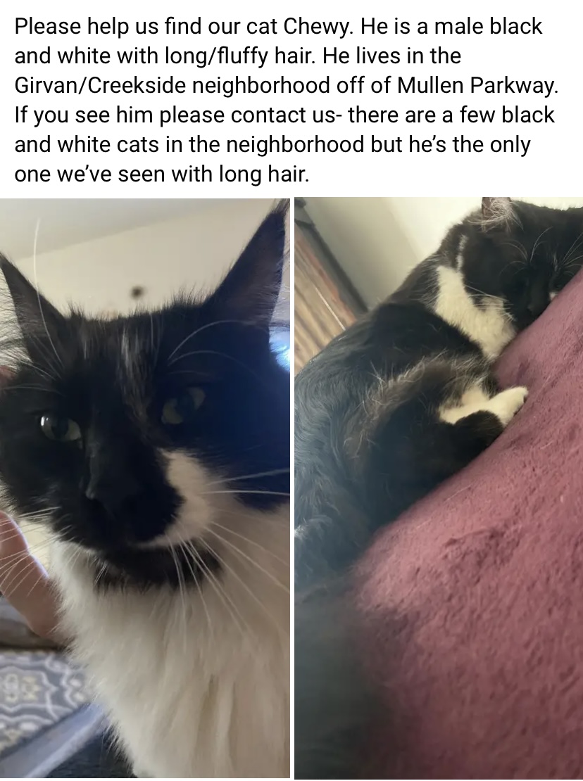 Image of Chewy, Lost Cat