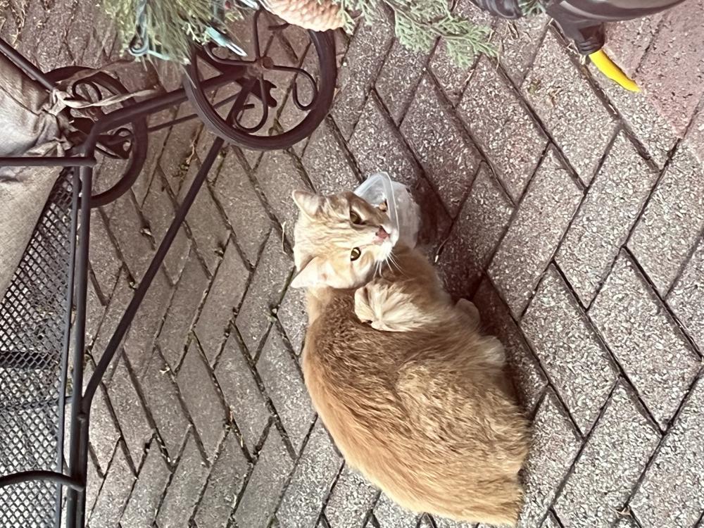 Image of Unknown Orange Tabby, Found Cat