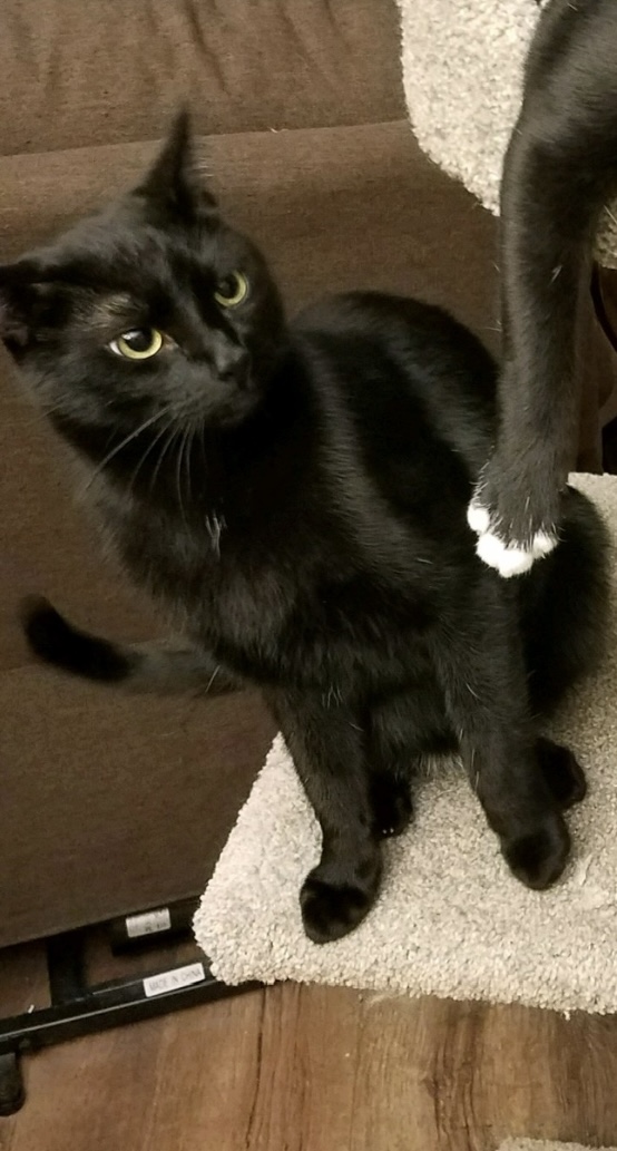Image of Rascal, Lost Cat