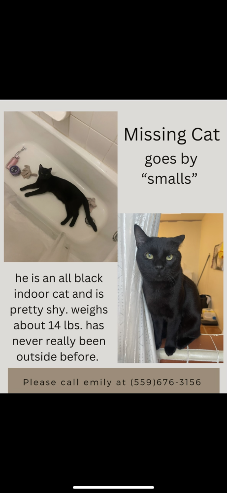 Image of Smalls, Lost Cat