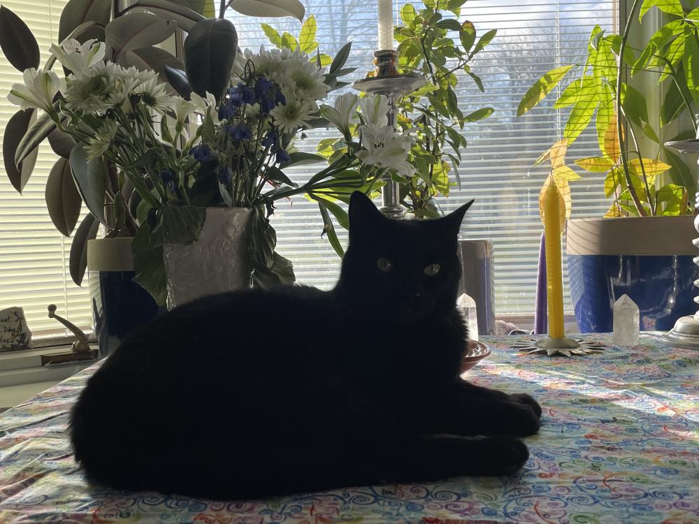 Image of Oberon, Lost Cat