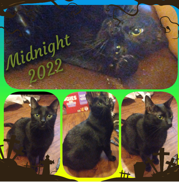Image of Midnight, Lost Cat