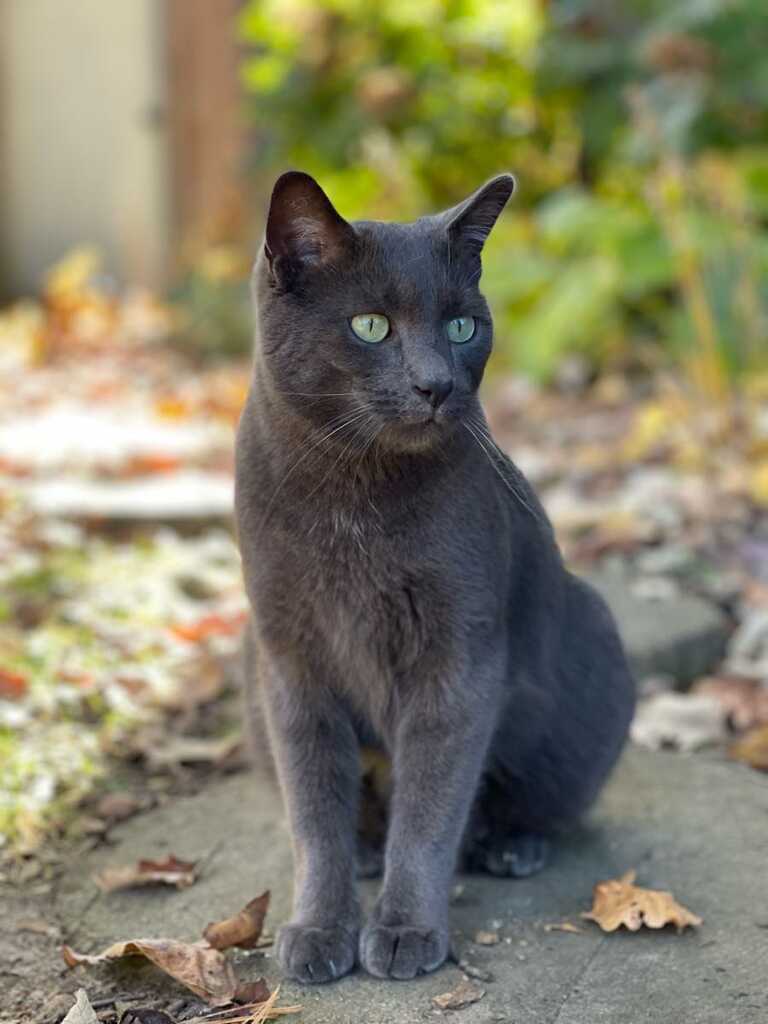 Image of Viggo, Lost Cat