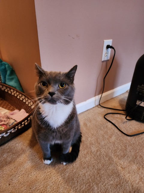 Image of Oliver, Lost Cat
