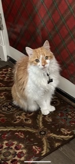 Image of Charles, Lost Cat