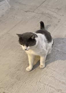 Image of Jake, Lost Cat