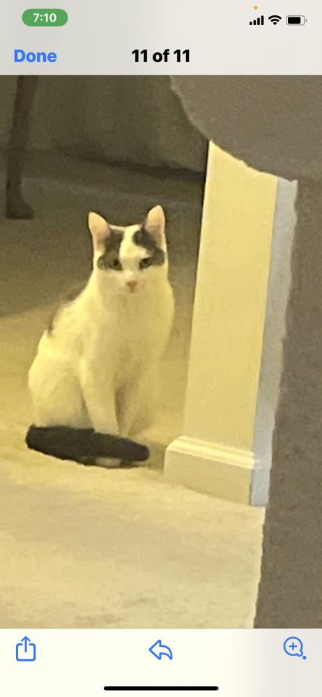 Image of Jackson, Lost Cat