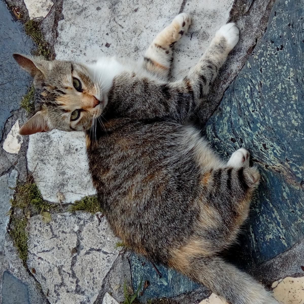 Image of Mini, Lost Cat