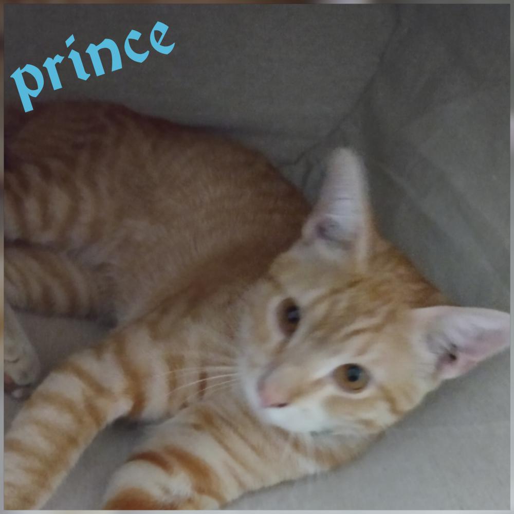 Image of My cat name is princ, Lost Cat