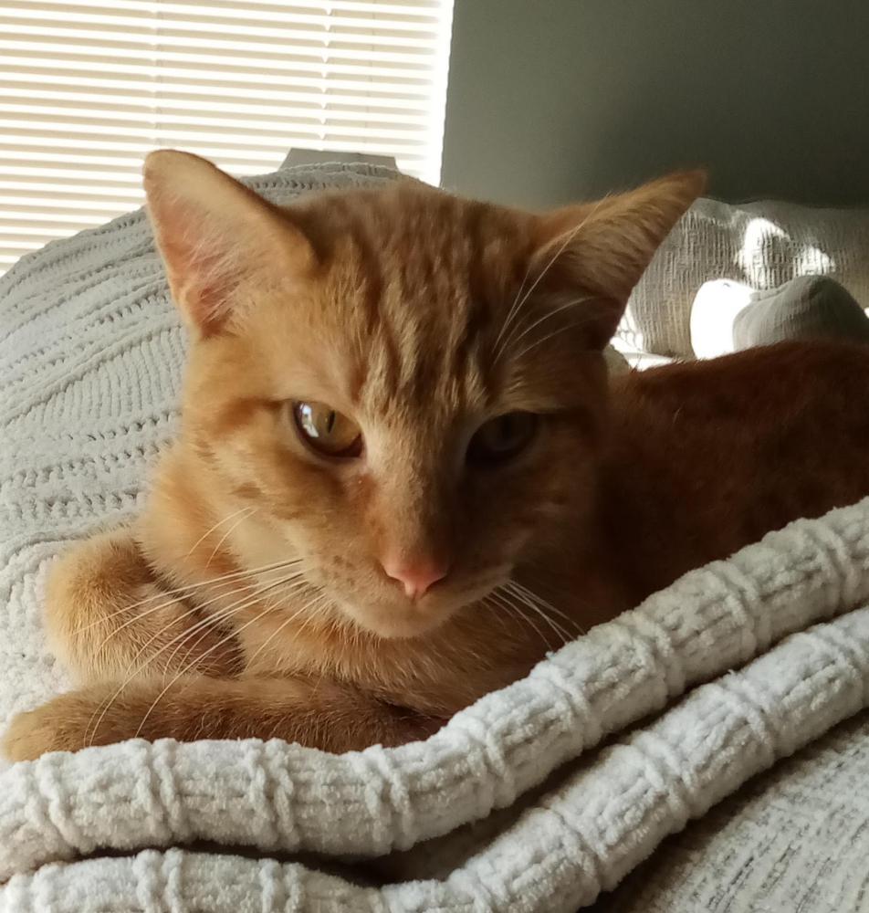 Image of Orange Kitty, Lost Cat