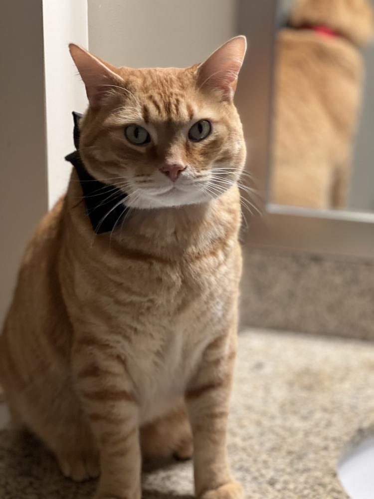 Image of Hobbes/Col Mustard, Lost Cat