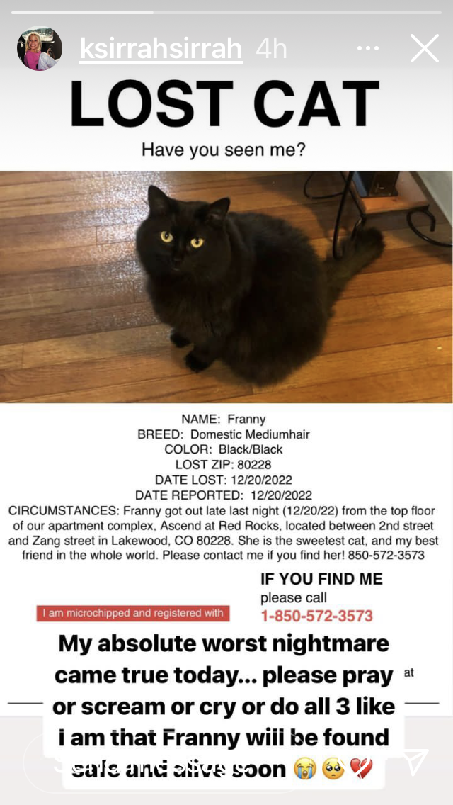 Image of Franny, Lost Cat