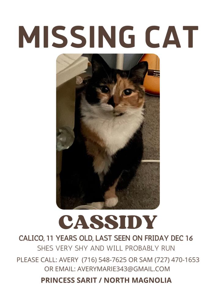 Image of Cassidy, Lost Cat