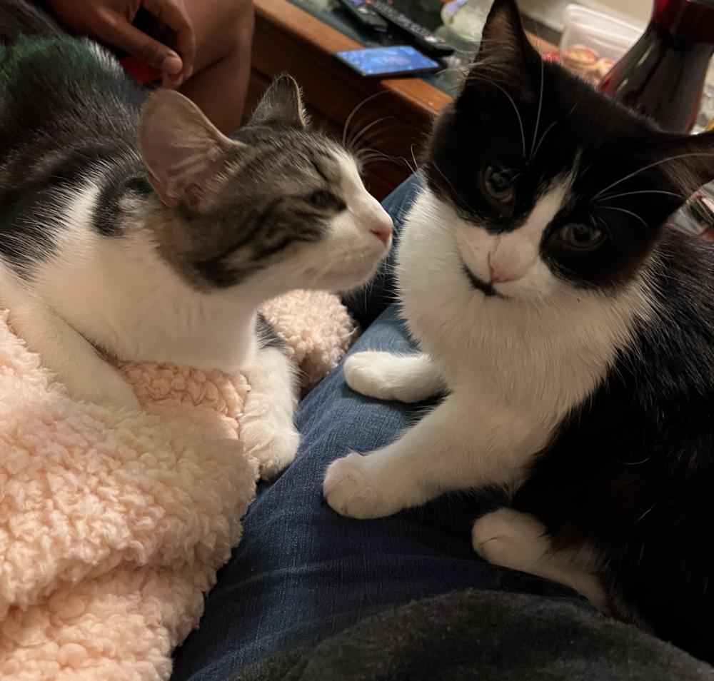 Image of Olive & Zo, Lost Cat