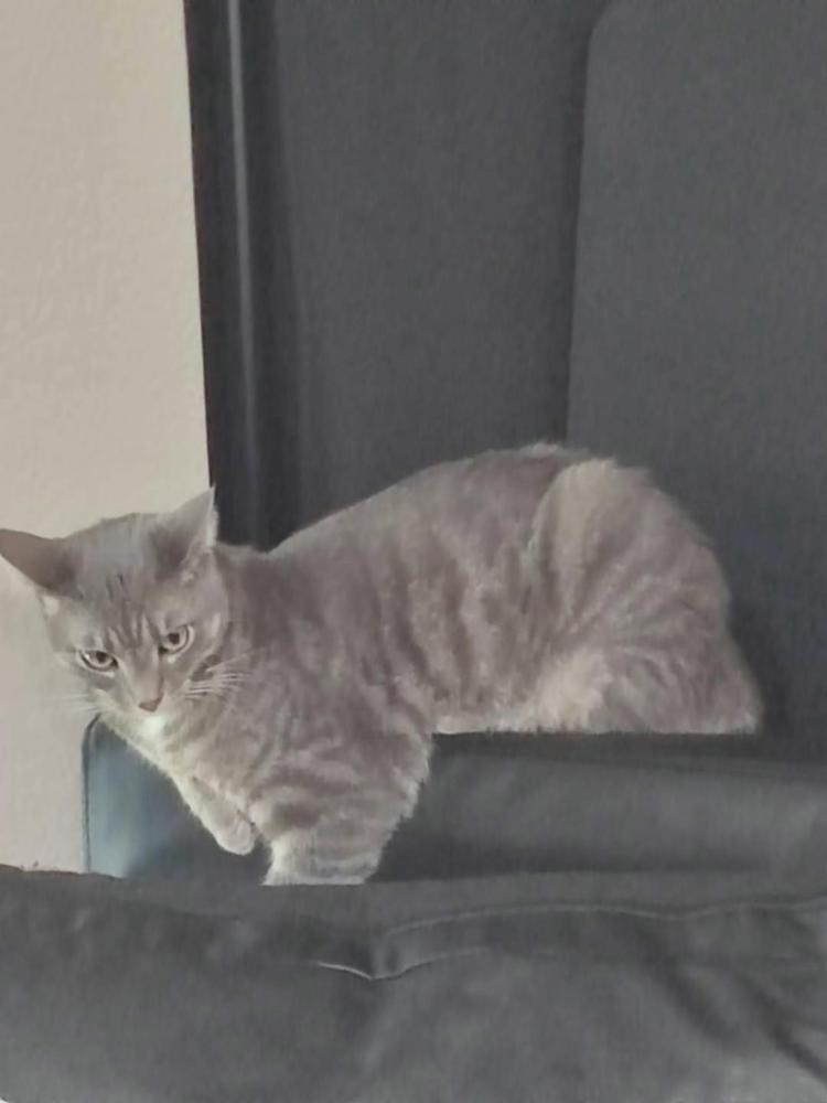 Image of Lil Thing, Lost Cat
