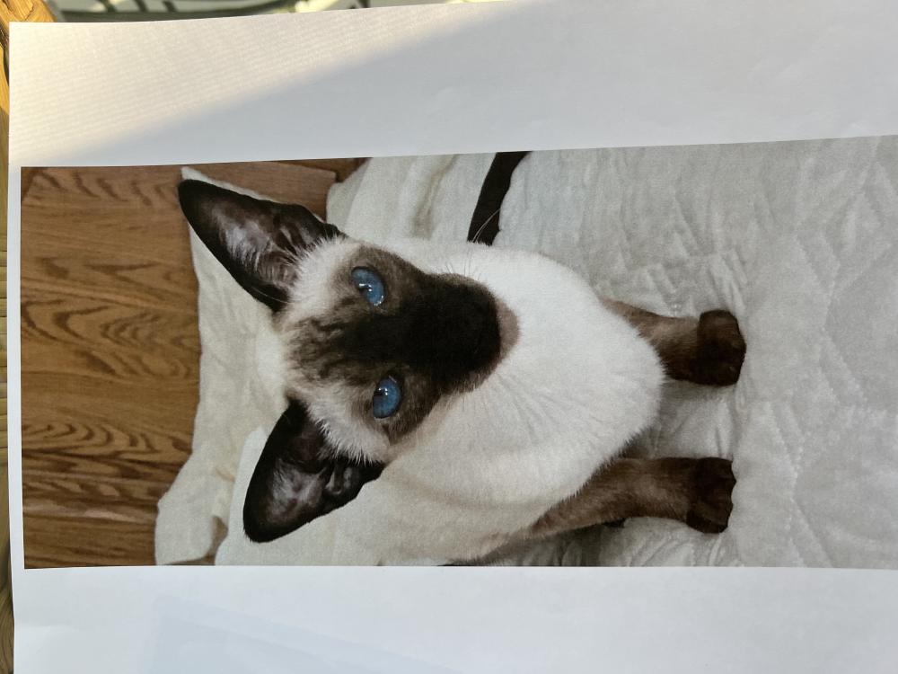 Image of Lil’ Dickens, Lost Cat