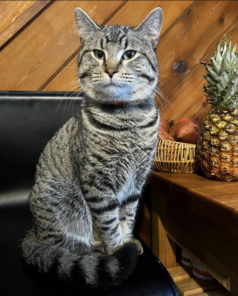 Image of Leonard, Lost Cat